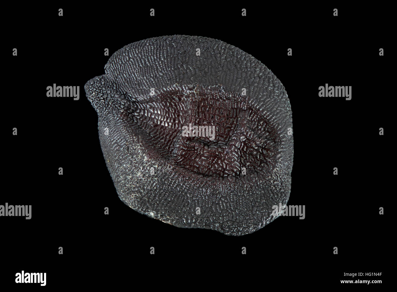 Dianthus Plumarius, Feder-Nelke, Samen, Nahaufnahme, Samen Größe 2 mm Stockfoto