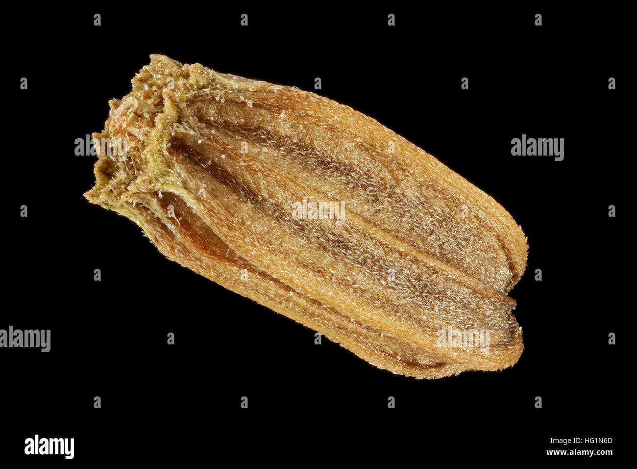 Dipsacus Sativus Fullers Karde, Weber-Karde, Samen, Nahaufnahme, Samen Größe 4-5 mm Stockfoto