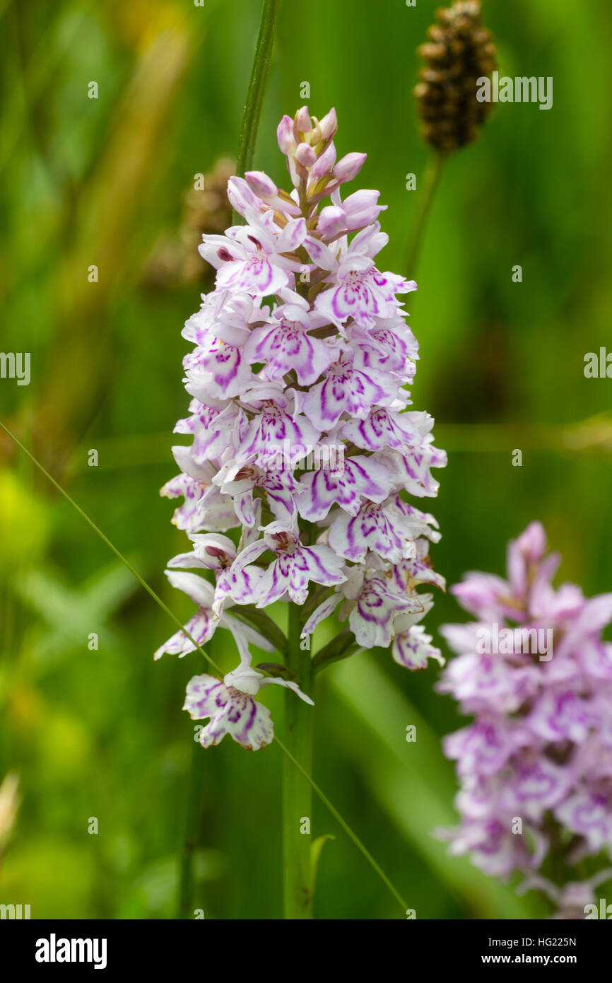 Spike von der gemeinsamen gefleckte Orchidee Dactylorhiza Fuchsii, in eine Wildblumenwiese Blüte Stockfoto