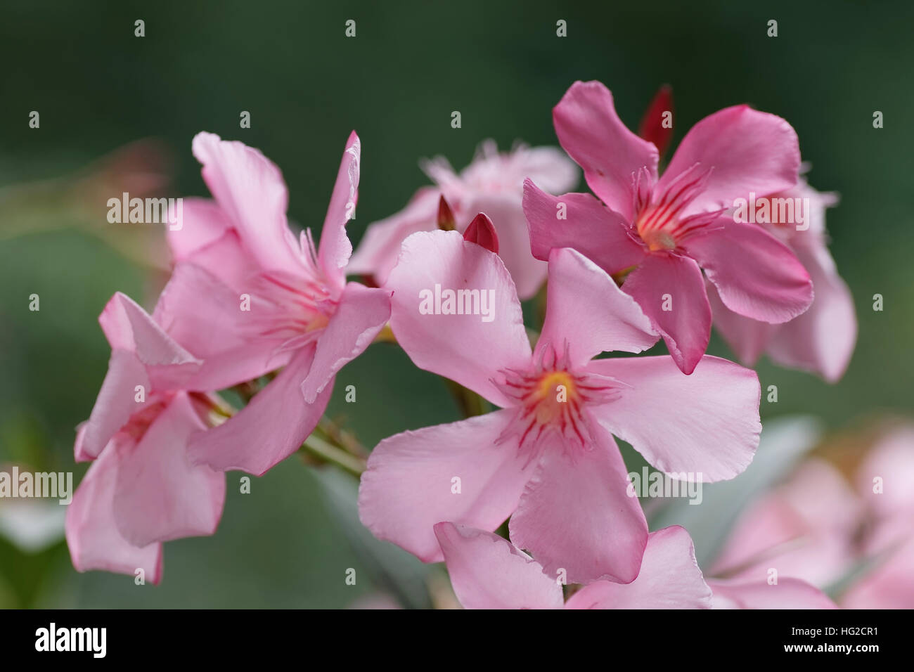 Blüte rosa Oleander Blüten Stockfoto