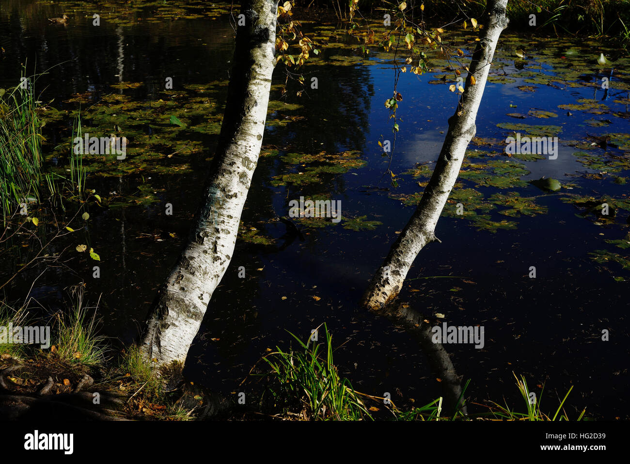 Haus Am Ufer Eines Sees Stockfotos und bilder Kaufen Alamy