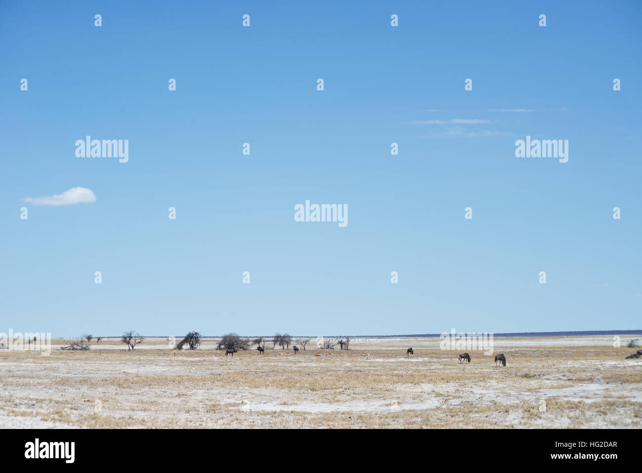 Etosha Park in Namibia Stockfoto