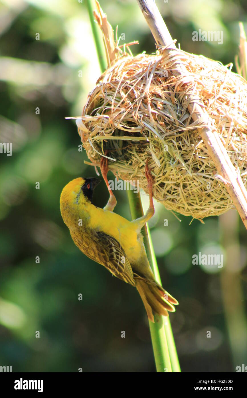 Südlichen afrikanischen Masked Weaver Männchen ein Nest auseinander zu nehmen. Stockfoto