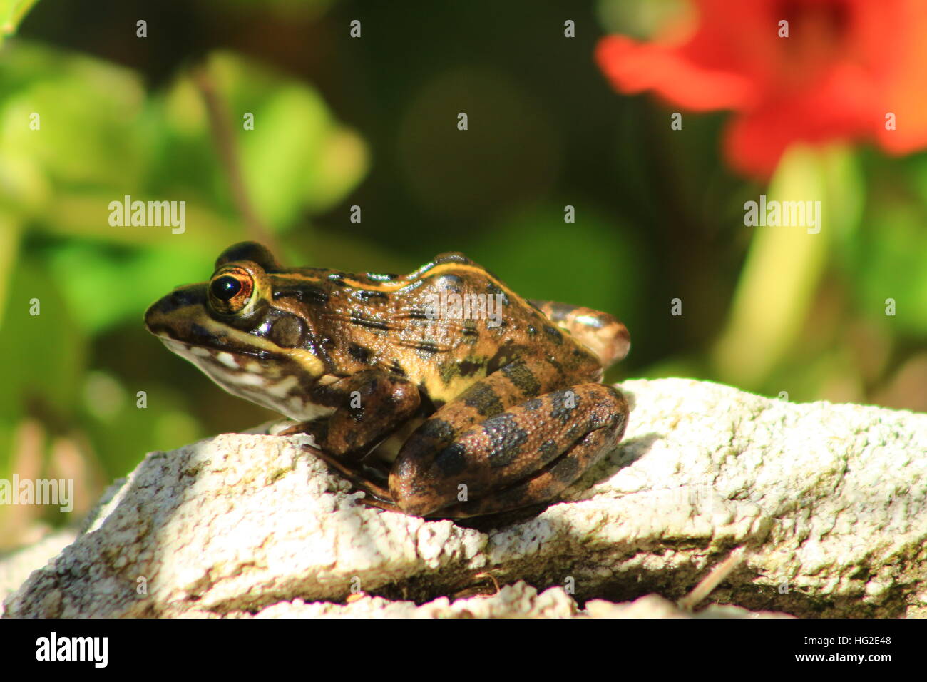 Frosch auf einem Felsen. Westkap, Südafrika Stockfoto