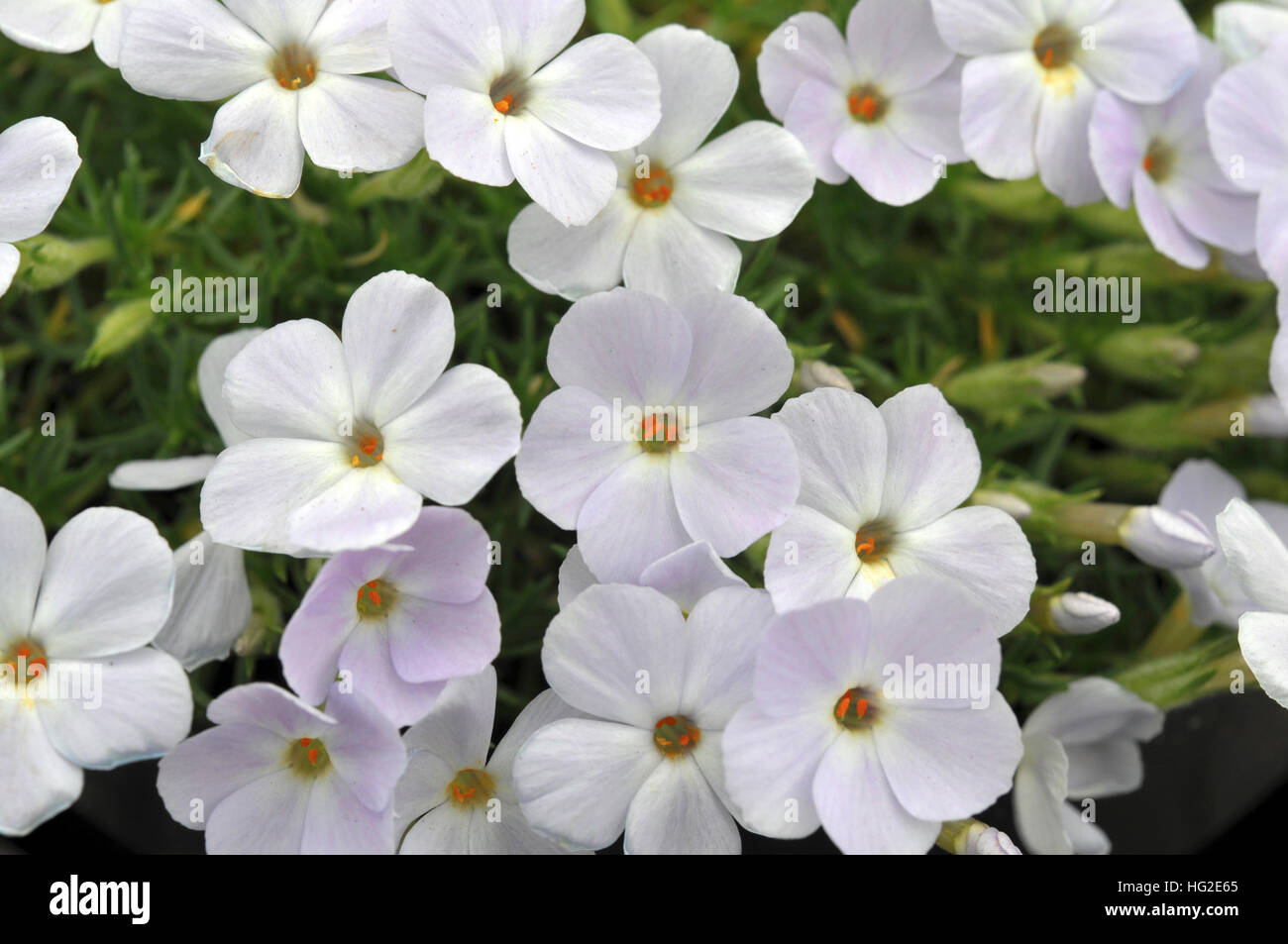 Phlox Douglasii 'J.A.Hibberson' Stockfoto