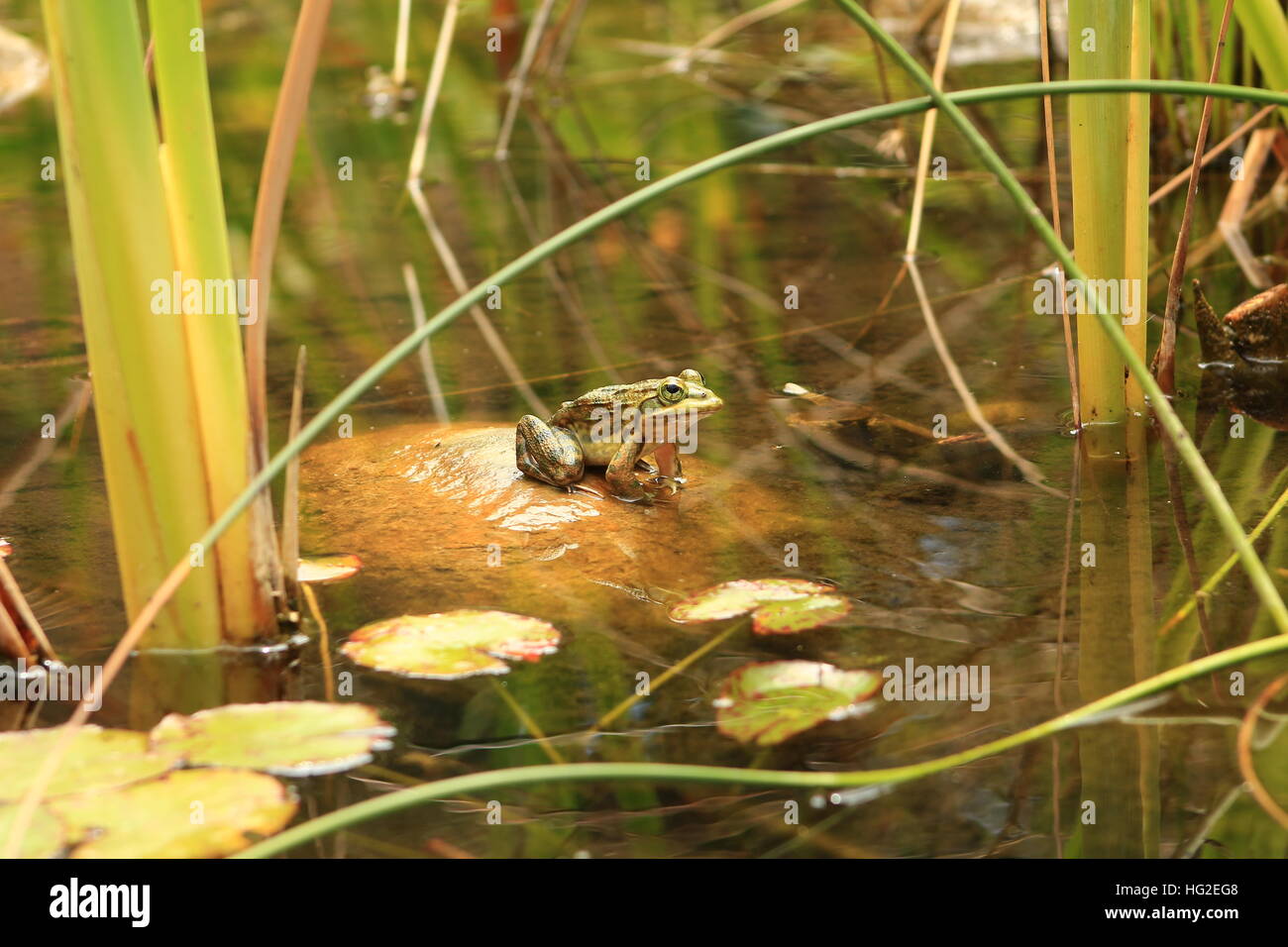 Kap-Fluss-Frosch Backen in der Sonne Stockfoto