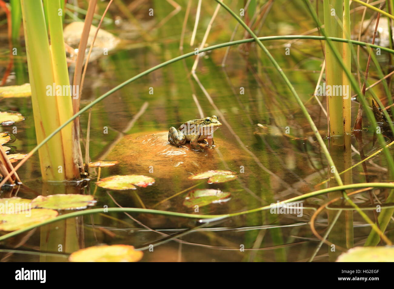 Kap-Fluss-Frosch Backen in der Sonne Stockfoto
