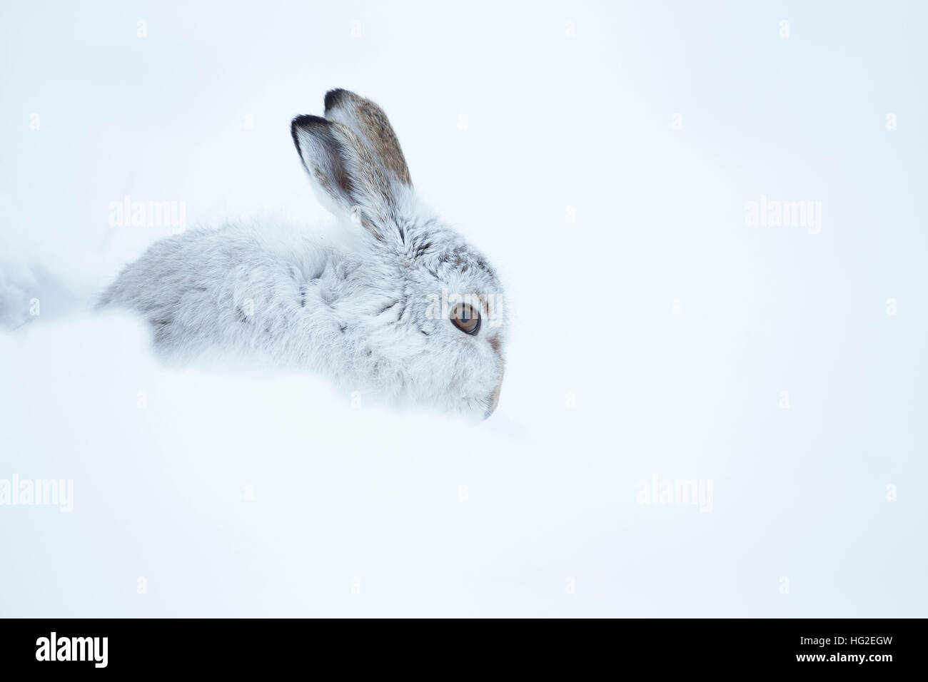 Schneehase (Lepus Timidus) ruht in seiner Form im Schnee Stockfoto