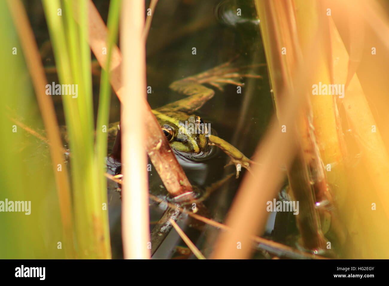 Cape River Frosch versteckt zwischen dem Schilf und Backen in der Sonne Stockfoto