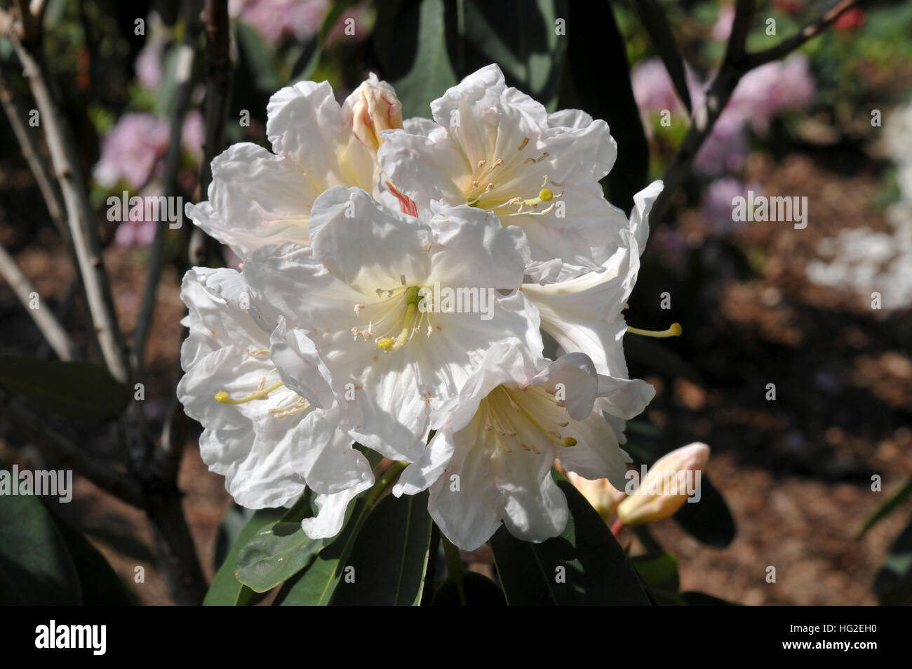 Rhododendron Anstand Subspecies Anstand Stockfoto