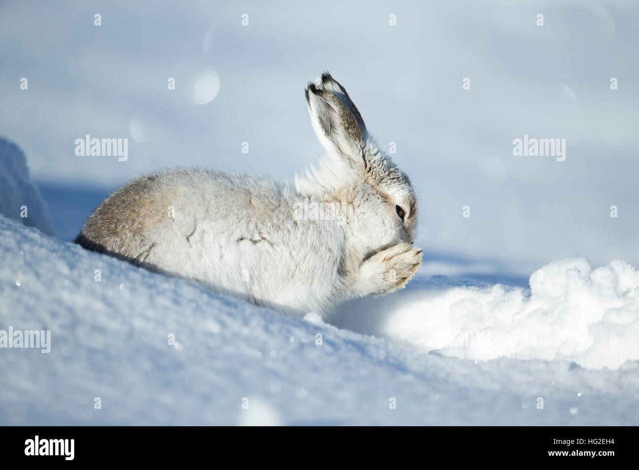 Schneehase (Lepus Timidus) Reinigung selbst im Schnee Stockfoto