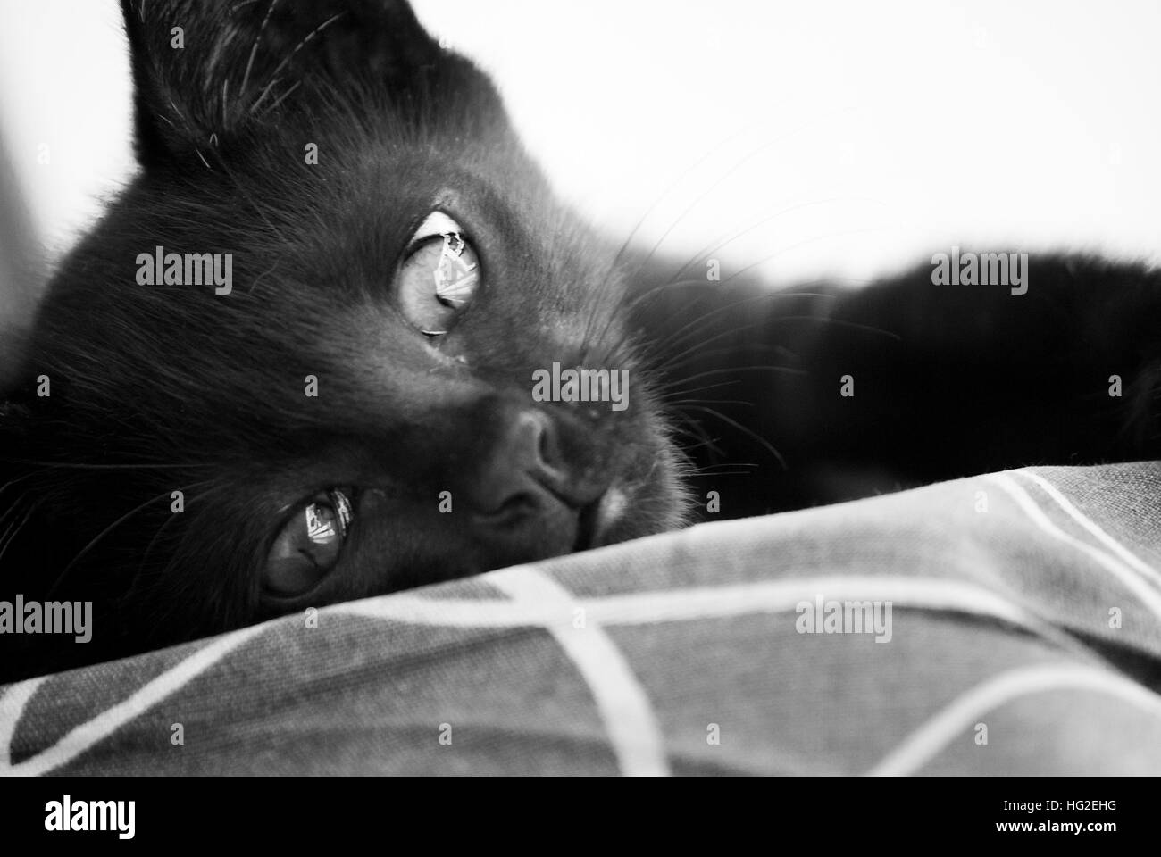 Die melancholische Katze! Stockfoto