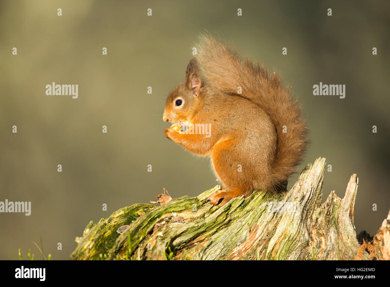 Eichhörnchen (Sciurus Vulgaris) sitzen auf einem Baumstamm, der Verzehr von Nüssen im winter Stockfoto