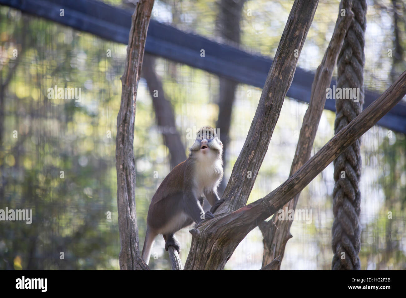 Schmidts Guenon Affe klettern einer Extremität Stockfoto