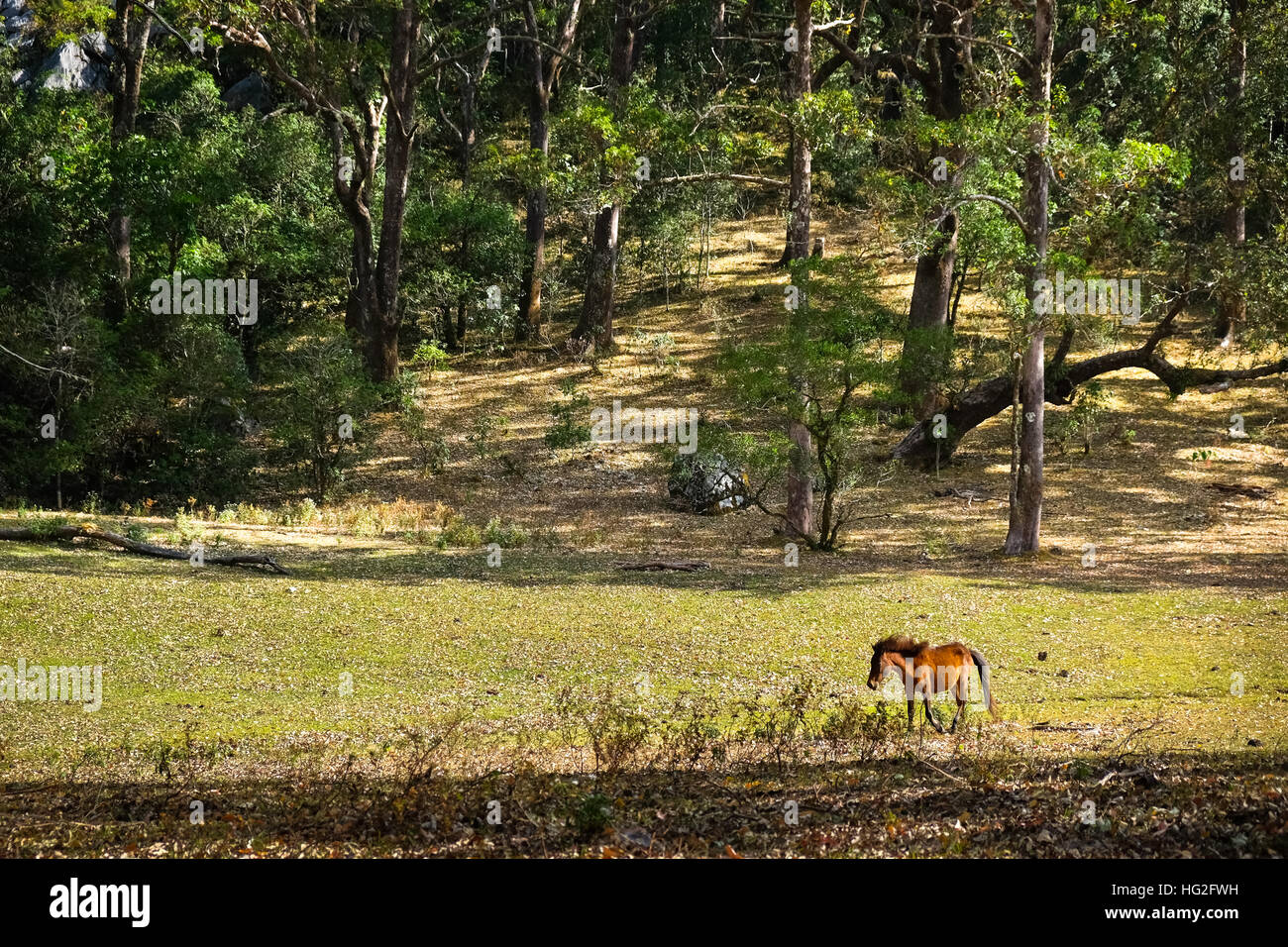 Ein Pony, das über eine Prärie in West-Timor, Indonesien, läuft. Stockfoto