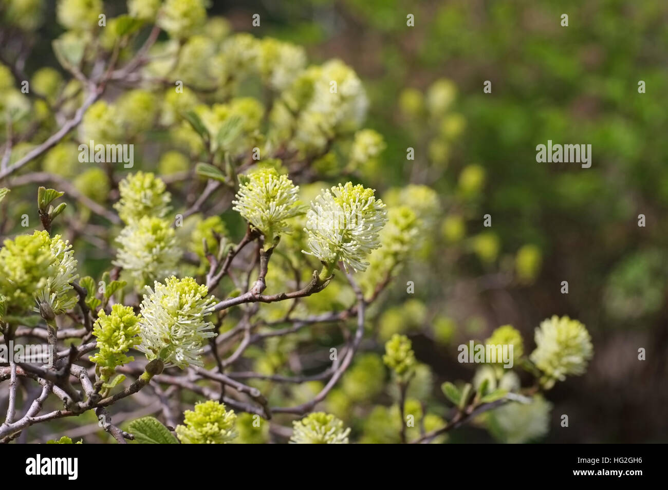 Erlenblatt-Federbuschstrauch Im Frühling - Fothergilla Gardenii Murray im Frühjahr Stockfoto