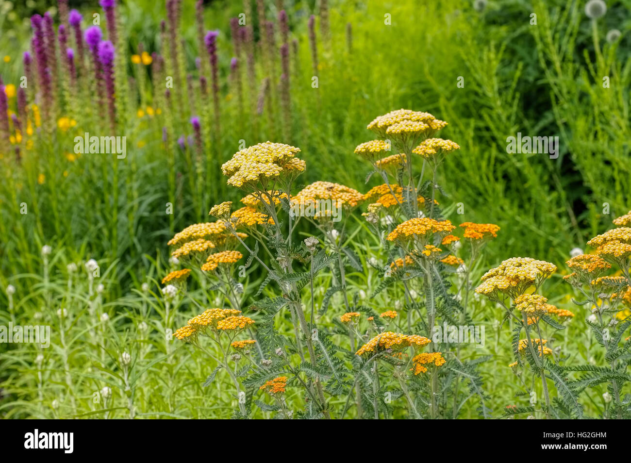 Garten-Schafgarbe in Gelb der Sorte Terrakotta - gelb Fernleaf Schafgarbe in Garten, Arten Terrakotta Stockfoto