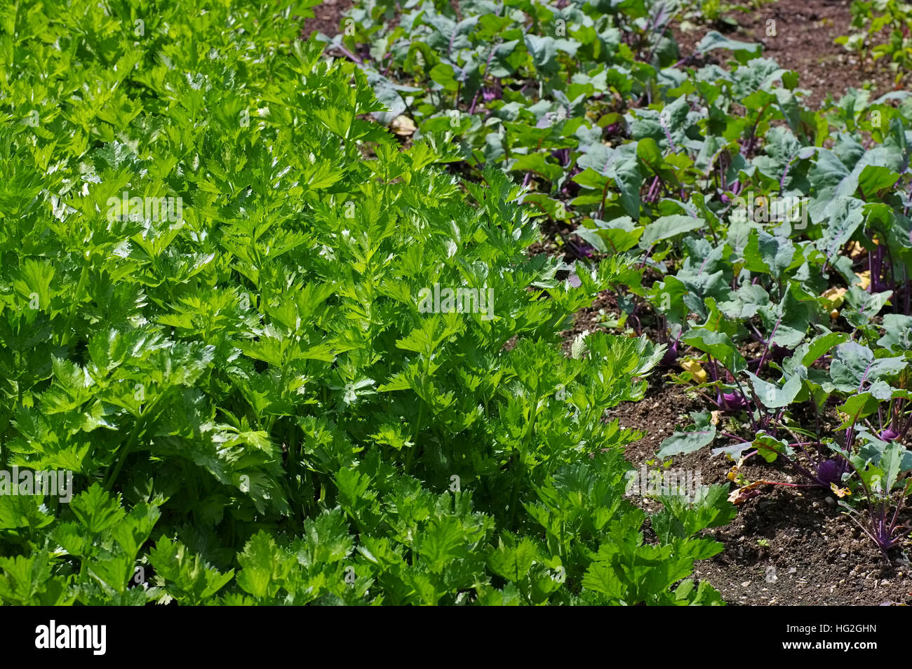 Gemüsegarten Mit Sellerie Und Kohlrabi - Gemüsegarten mit Sellerie und Kohlrabi im Sommer Stockfoto