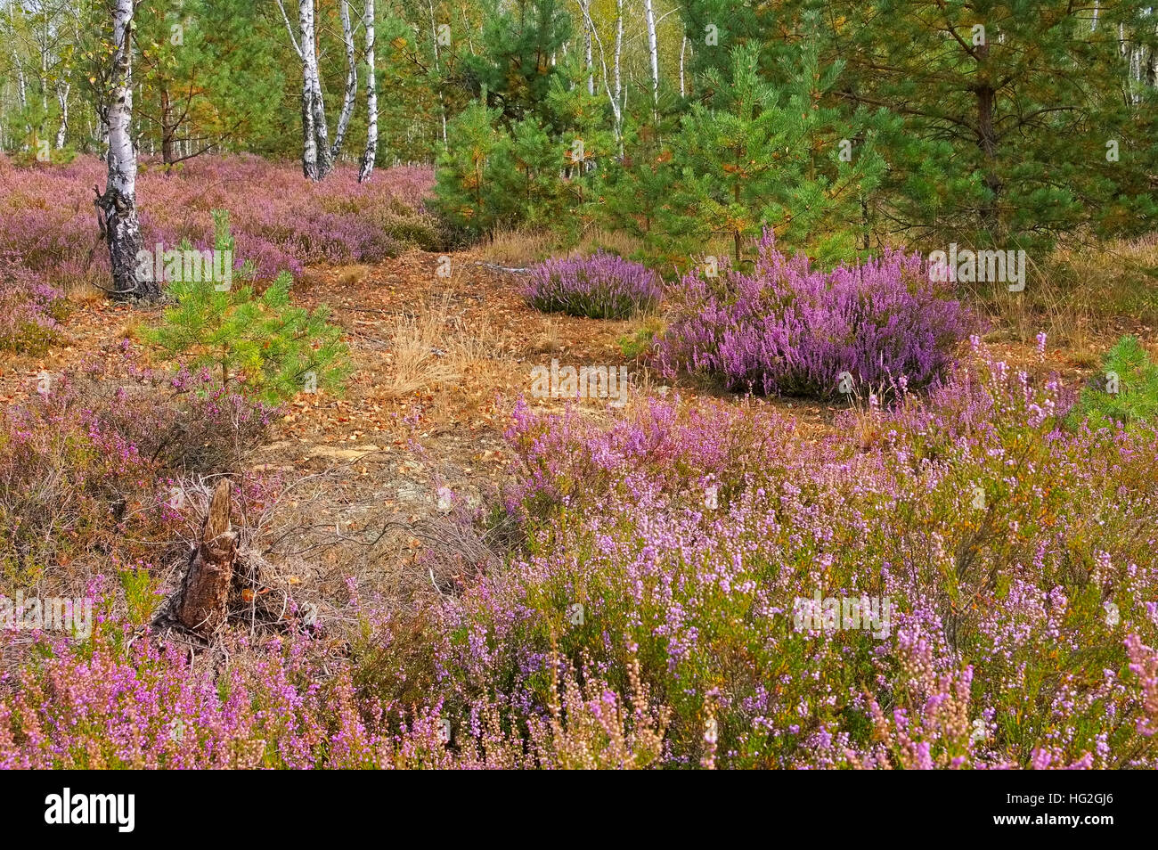 Blühende Heidelandschaft Im Spätsommer - Heidelandschaft mit Blüte Heather, Calluna Vulgaris Stockfoto
