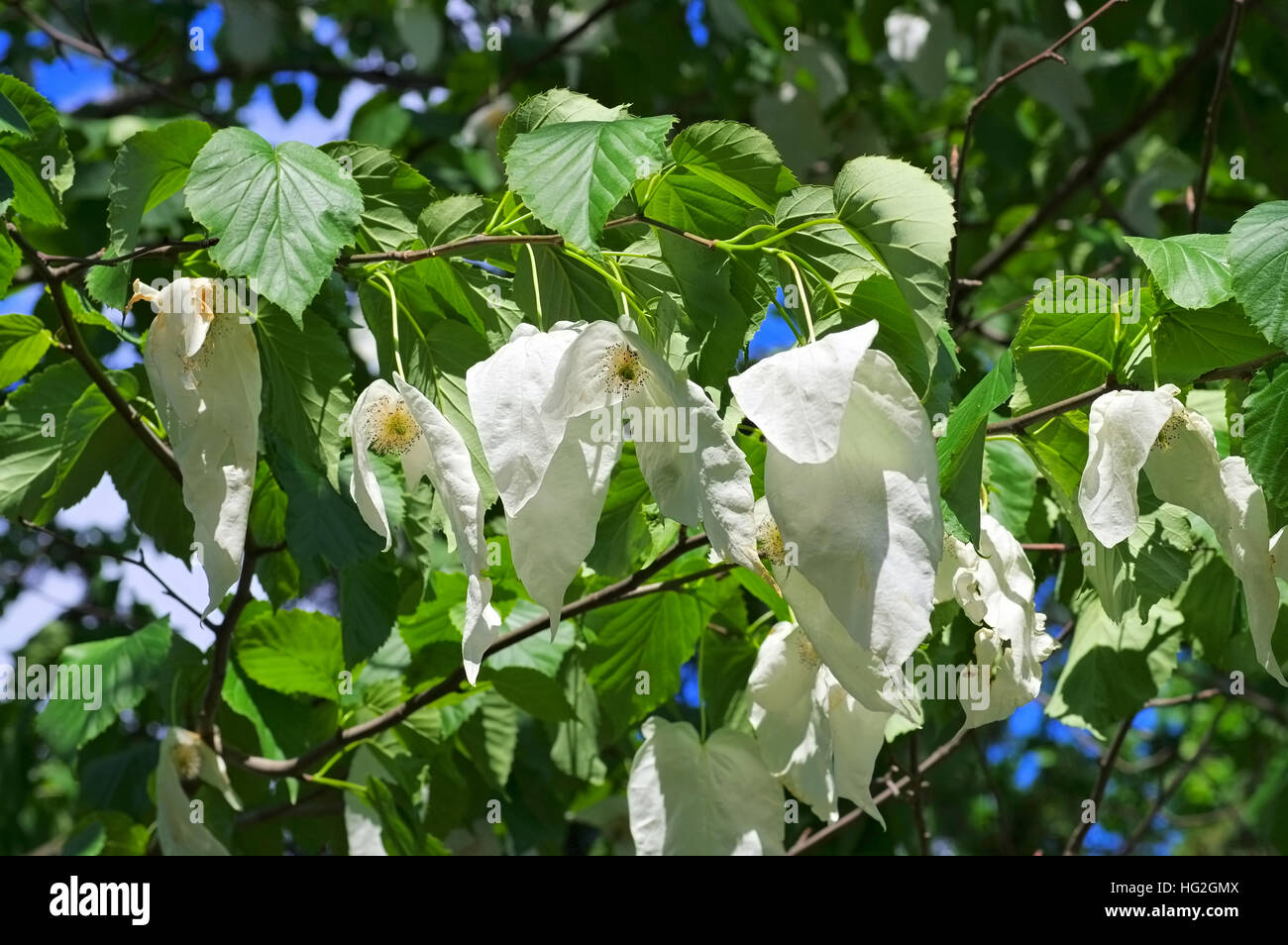 Taschentuchbaum Oder Davidia Involucrata - Taube-Baum oder Davidia Involucrata im Frühjahr Stockfoto