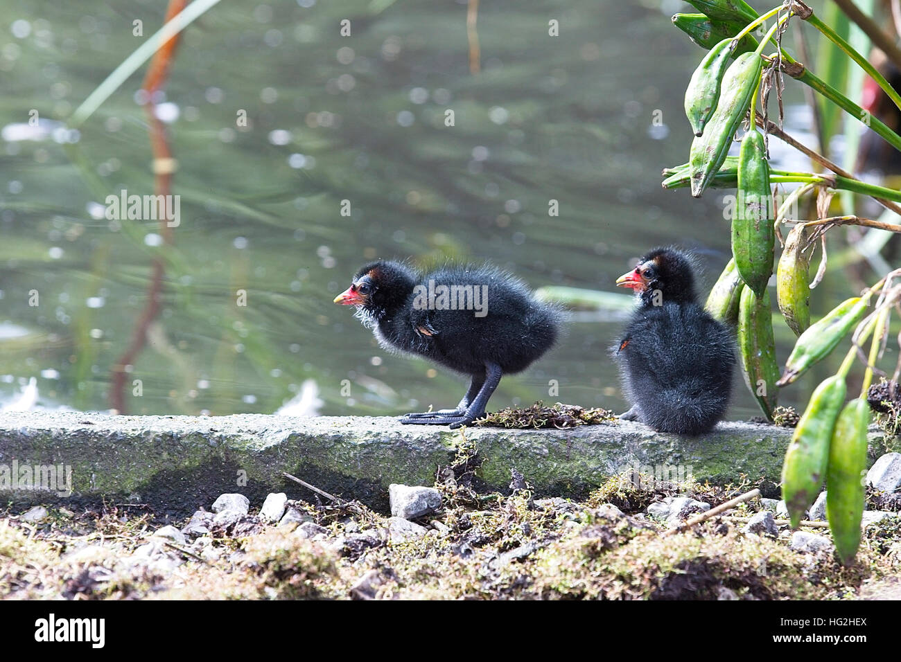Zwei junge Teichhühner (Gallinula Chloropus) Küken, Lancashire, England, UK. Stockfoto