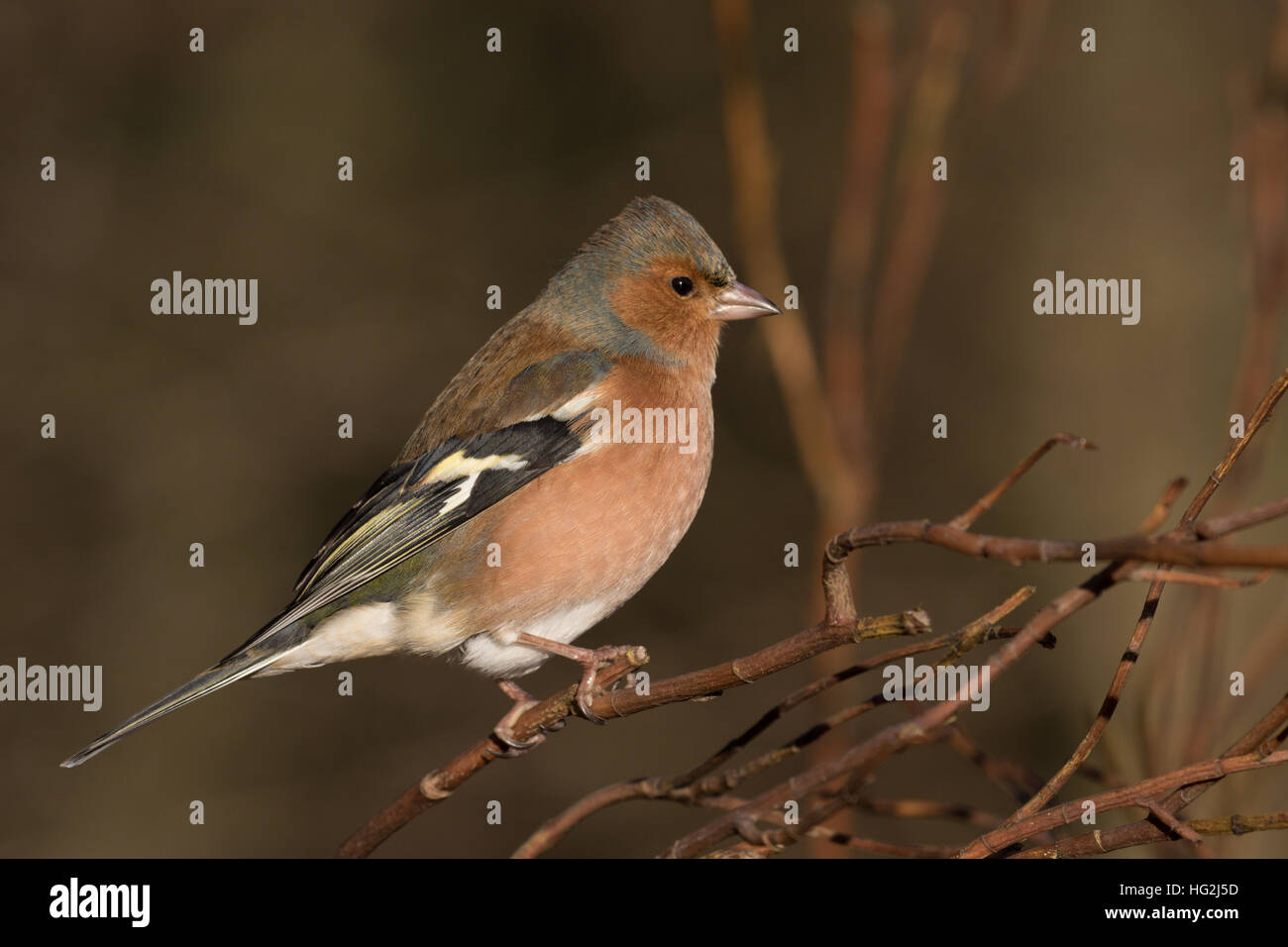 Buchfink (männlich) Stockfoto