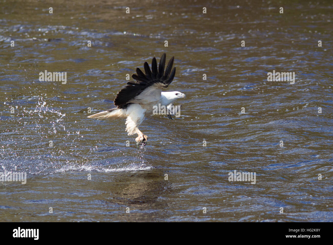 Weißbauchseeadler (Haliaeetus leucogaster), der einen Fisch fängt Stockfoto