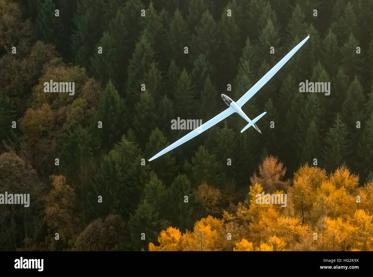 Luftaufnahme, Duo Discus D-5443 aus der LSC Oeventrop e.V. über die herbstlichen Wälder von Oeventrop, Stockfoto