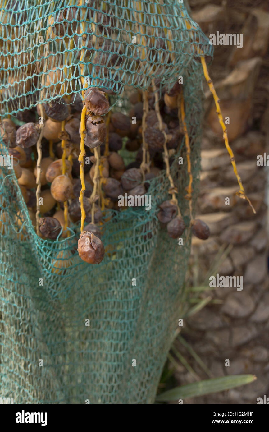 Getrocknete Datteln aus einem Beutel hängen eine Dattelpalme. Stockfoto