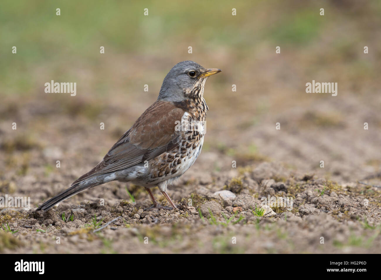 Feldfahrt / Wacholderdrossel ( Turdus pilaris ) in Zuchtkleid, steht auf dem Boden, beobachtet aufmerksame, detaillierte Seitenansicht, Europa. Stockfoto