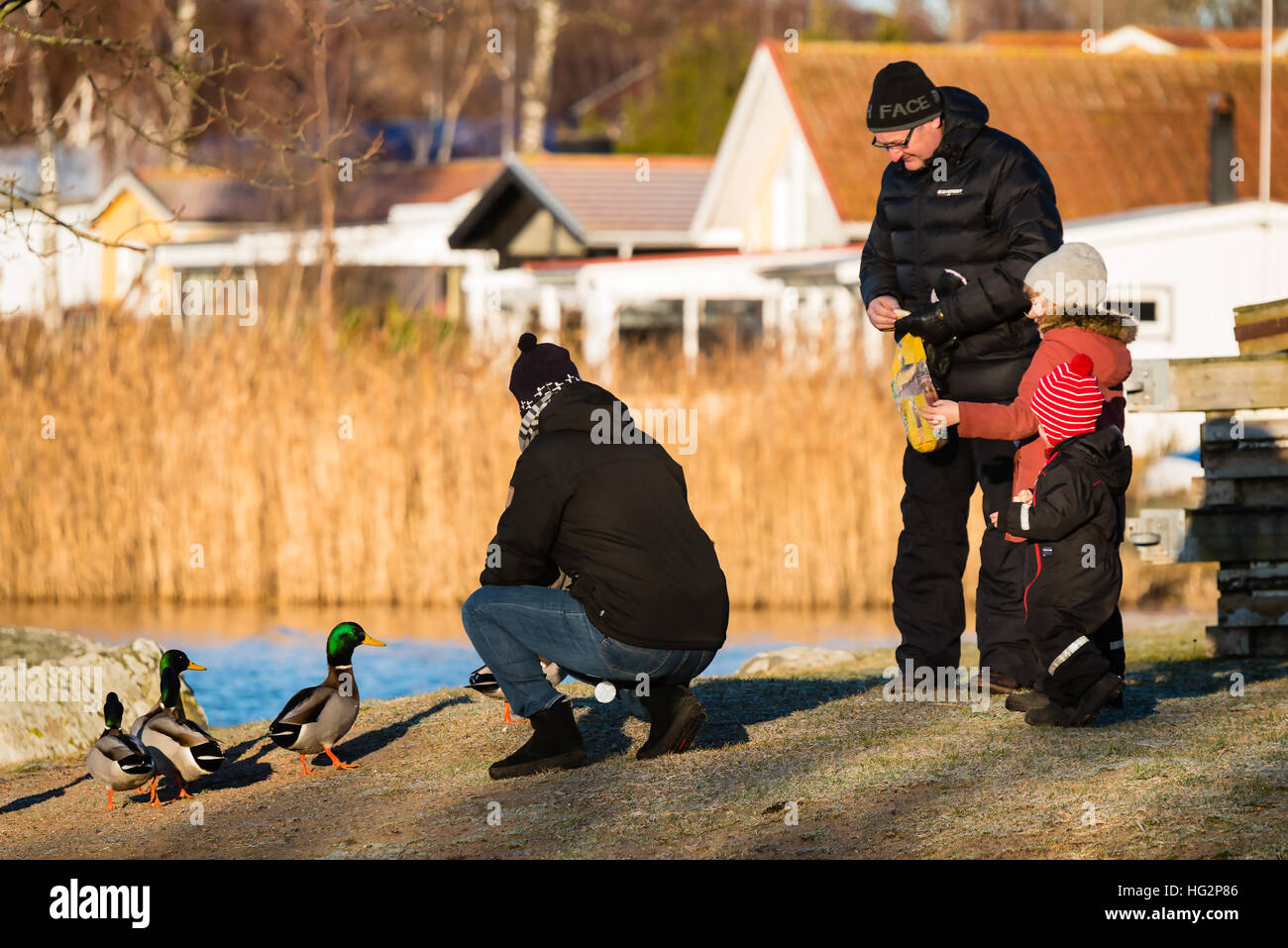Ronneby, Schweden - 2. Januar 2017: Dokumentation des alltäglichen Lebens. Familie Fütterung Stockenten nahe dem Meer im Hintergrund sichtbar. Stockfoto