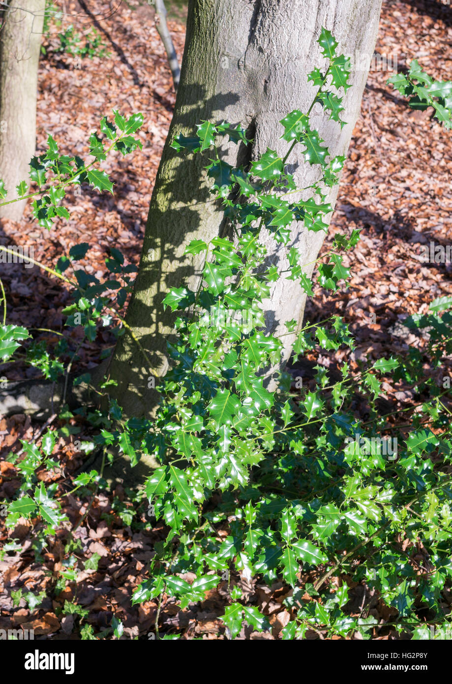 Stechpalme Bush wachsen vor einen Baum, Durham City Co. Durham, England, UK Stockfoto