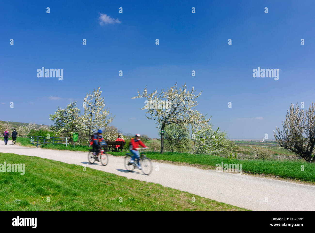 Purbach am Neusiedler See: Kirschblüte Radweg während der Kirschblüte, Fahrrad, Burgenland, Österreich Stockfoto