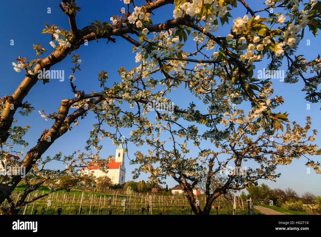 Jois: Blühende Kirschbäume vor der Pfarrkirche Kirche hl. Georg - Neusiedler See, Burgenland, Österreich Stockfoto