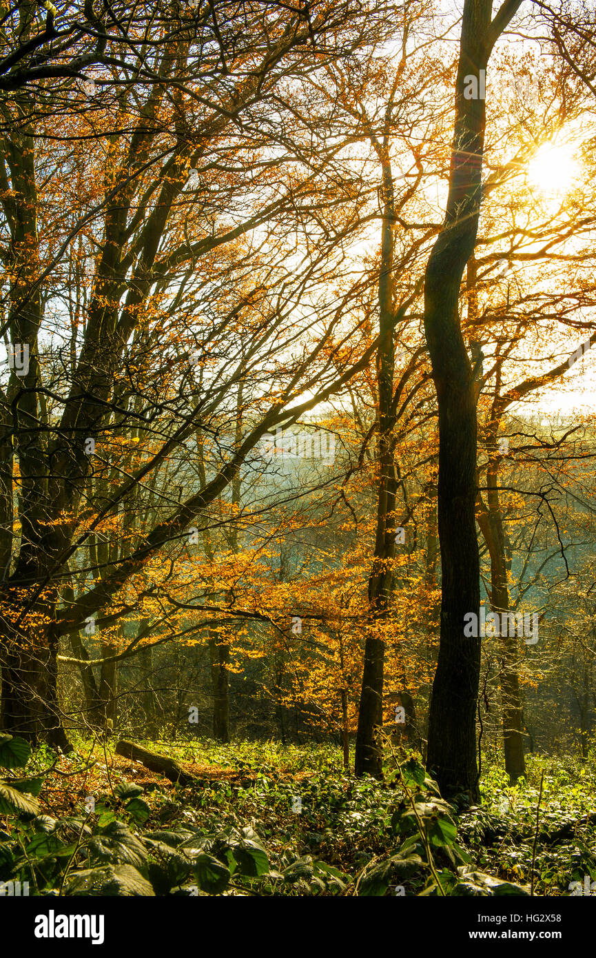Herbstliche Bäume mit der Sonne durch die Blätter. Stockfoto