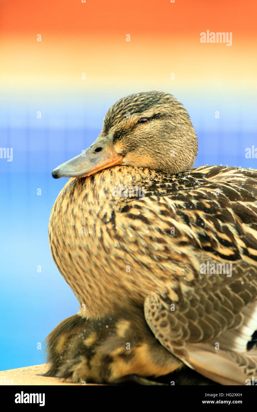 Flauschige Entenküken Zuflucht unter Mutter. Farben sind, denn dies ist ein Außenpool. Guter Kalender Bilder Stockfoto