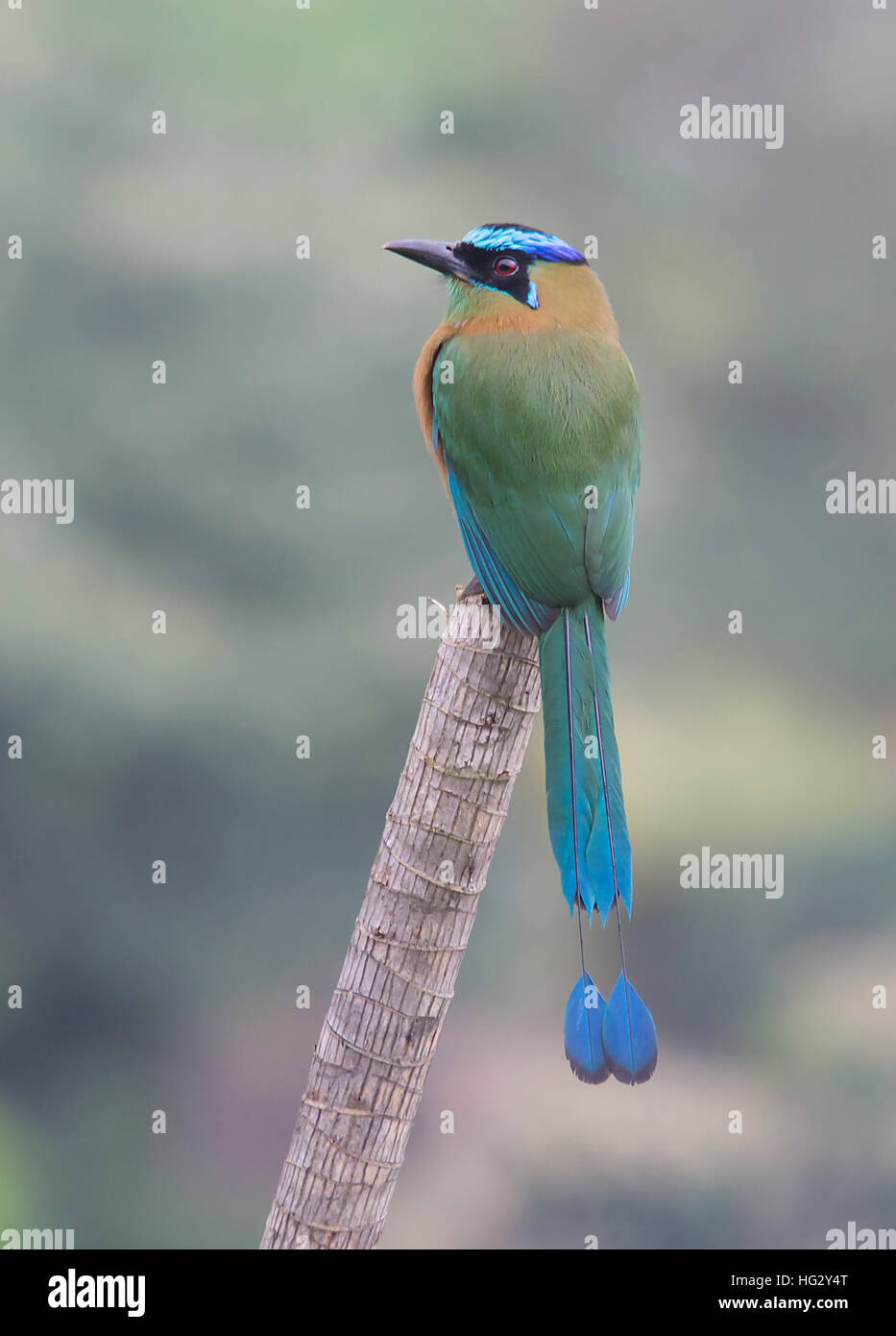Lektion Motmot (Momotus Coeruliceps) Stockfoto