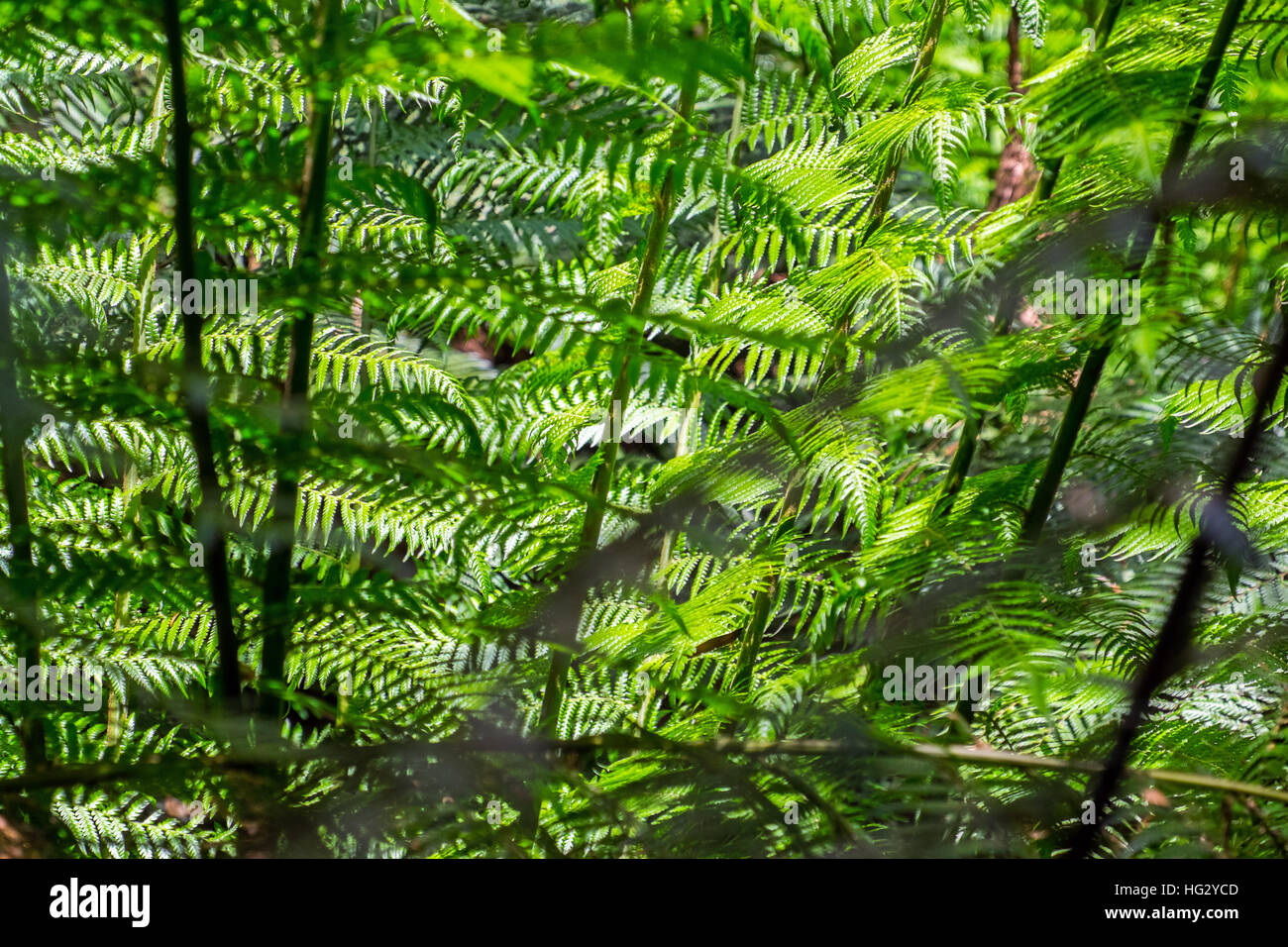 Grünen Laub im Regenwald in The Great Otway National Park, Victoria, Australien Stockfoto