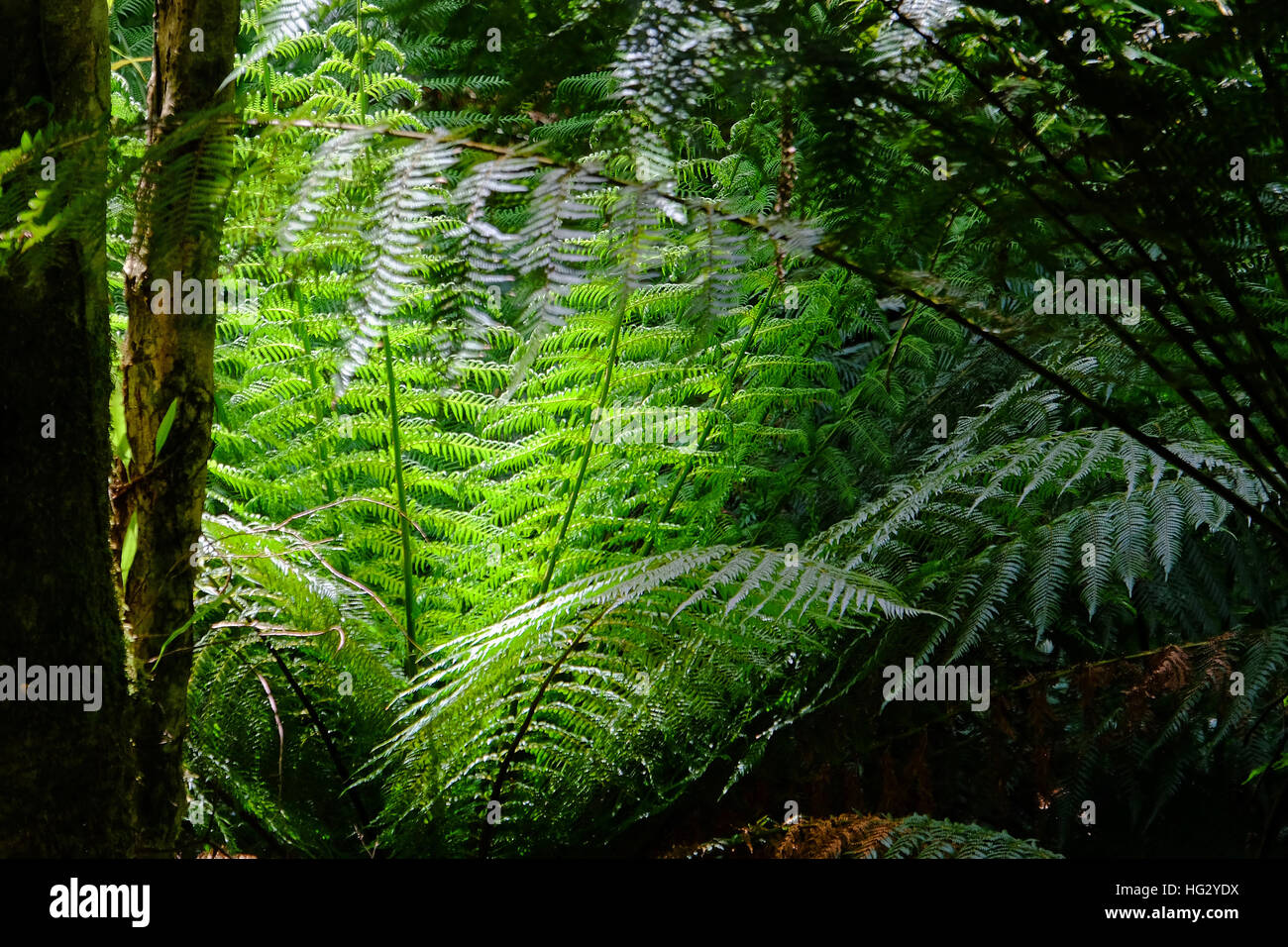 Grünen Farnen und Vegitation im Regenwald von Great Otway National Park, Victoria, Australien Stockfoto