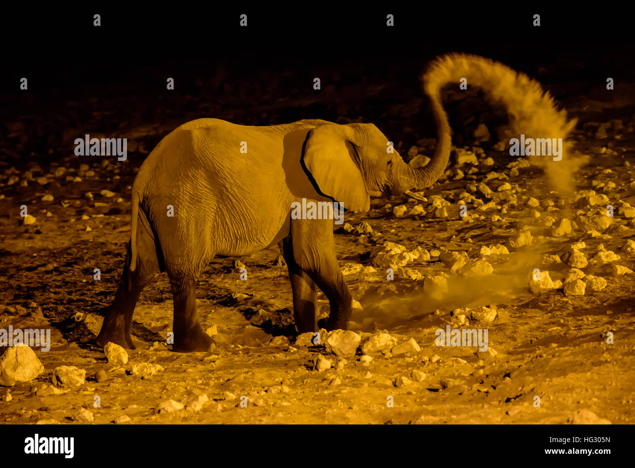 Elefanten Baden Staub in der Nacht Stockfoto