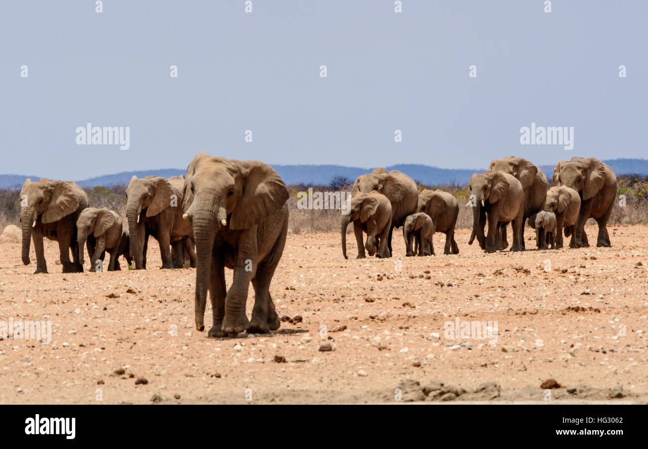 Zu Fuß zum Wasserloch Elefantenherde Stockfoto