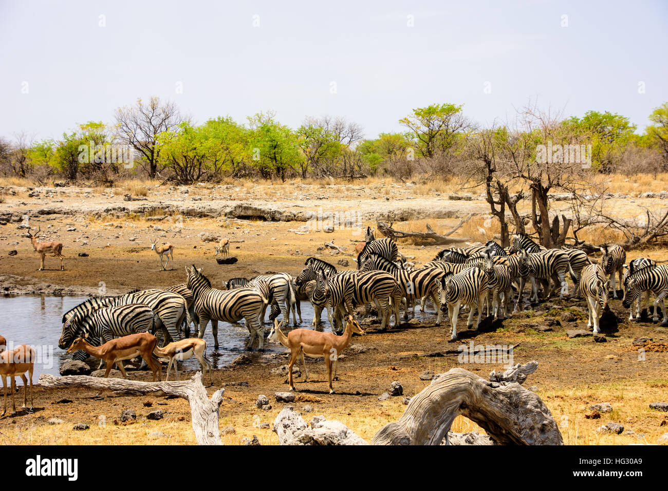 Wasserloch Tierwelt in Etosha Stockfoto