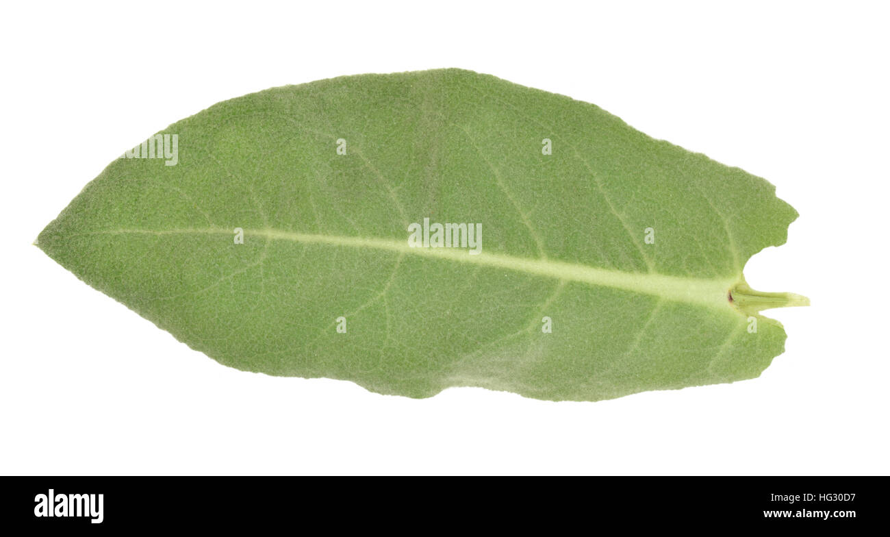 Große Königskerze - Verbascum thapsus Stockfoto