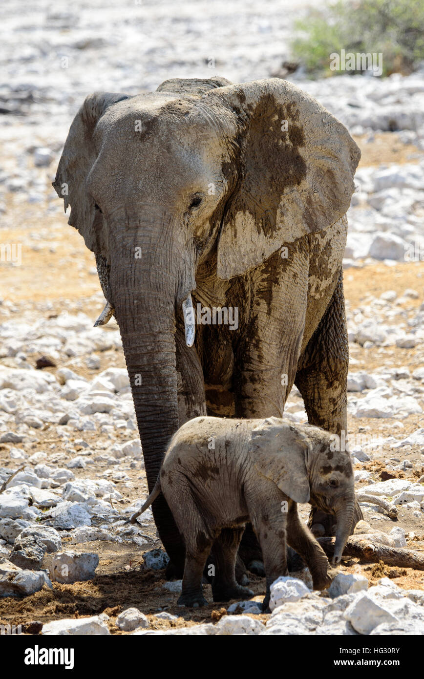 Mutter Elefant mit Kalb Stockfoto