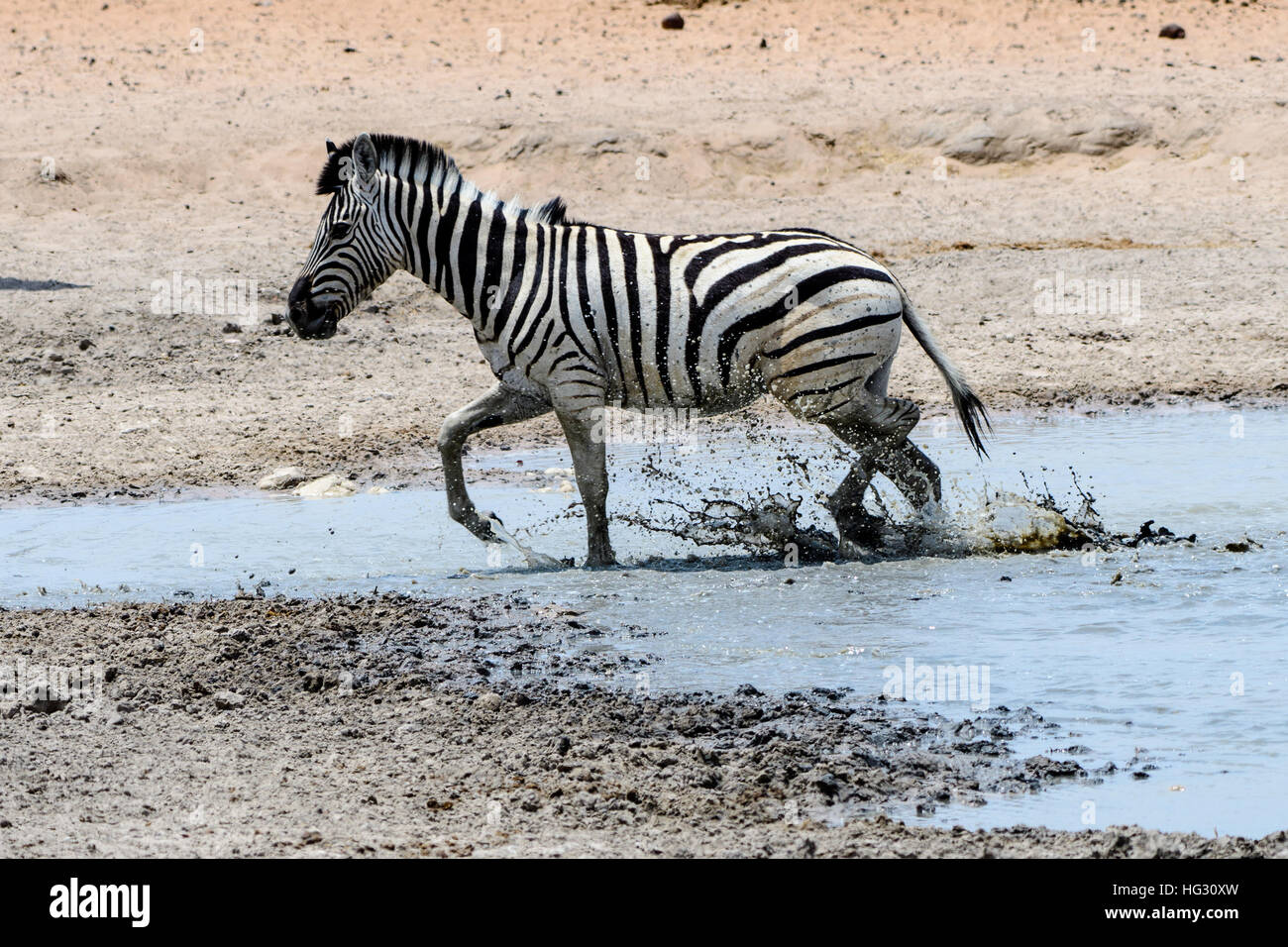 Zebra Spritzwasser beim Verlassen der Wasserstelle Stockfoto