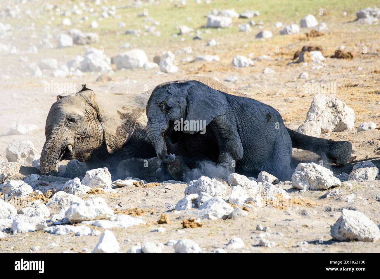 Zwei Baby-Elefanten nebeneinander zur Festlegung Stockfoto