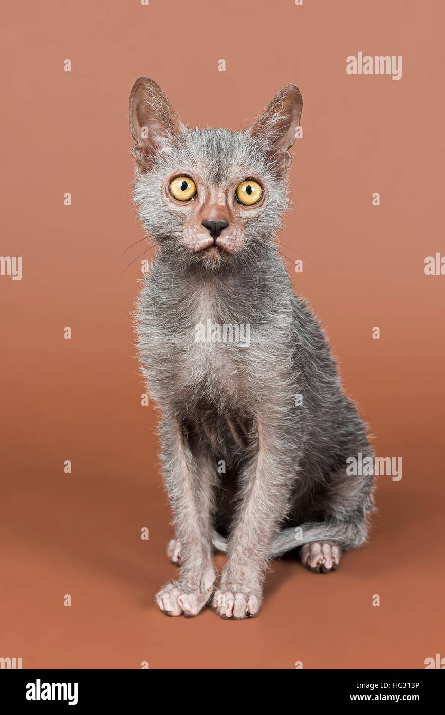 Werwolf Katze, Lykoi, Kätzchen, 6 Monate, Studio gedreht Stockfoto