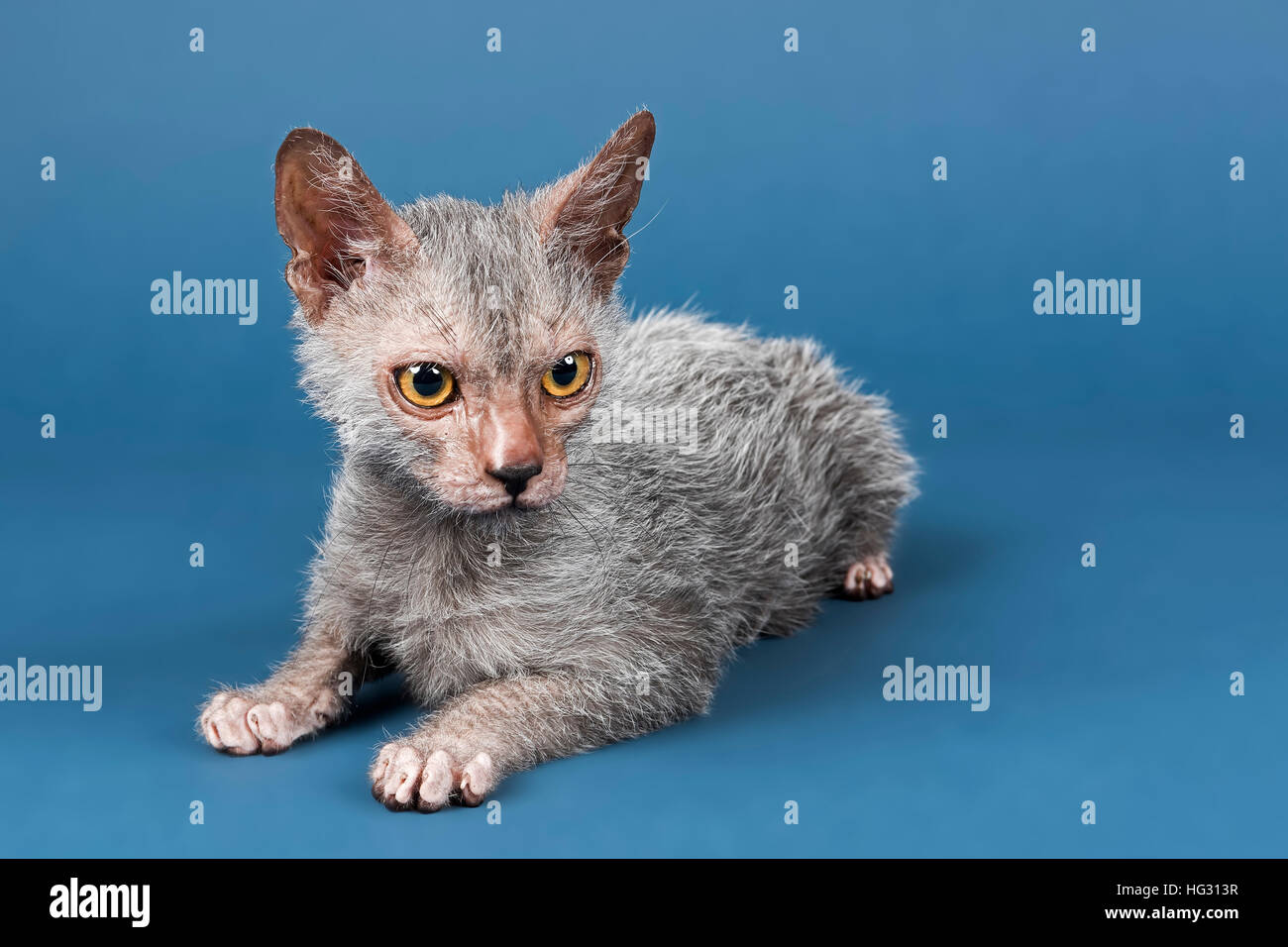 Werwolf Katze, Lykoi, Kätzchen, 6 Monate, Studio gedreht Stockfoto