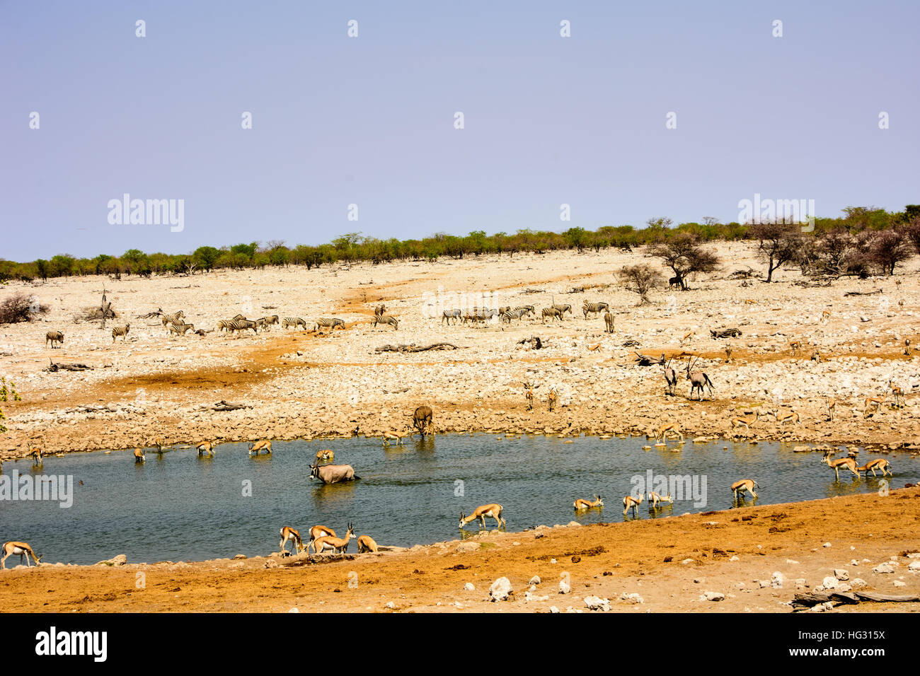 Safari Wasserloch Sichtungen Stockfoto