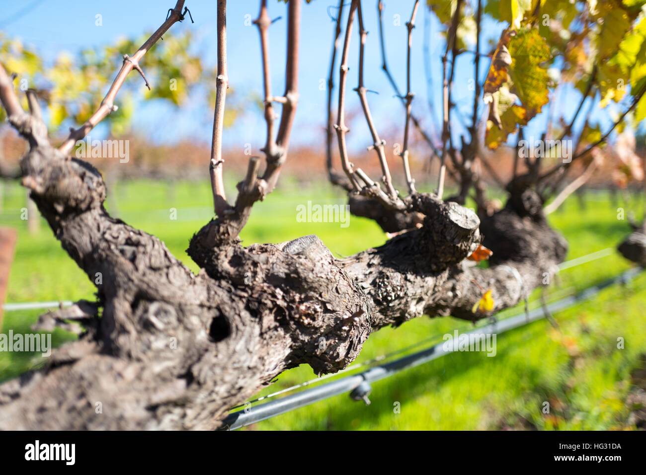 Weinreben auf einem Weingut in Sonoma County, Kalifornien, 27. November 2016 Stockfoto
